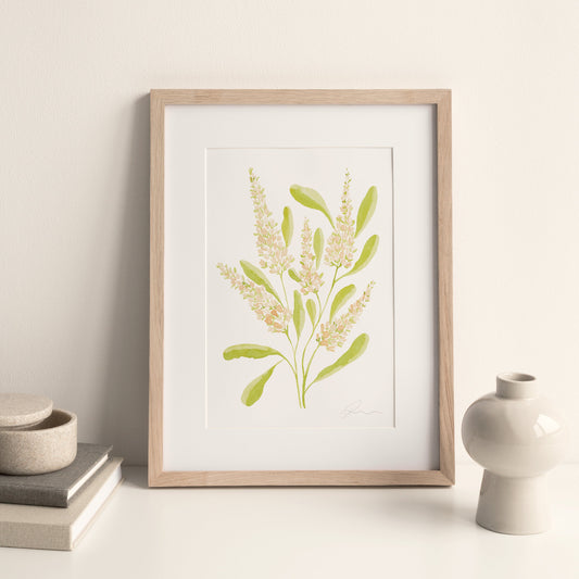 Blush Bistorta Blooms