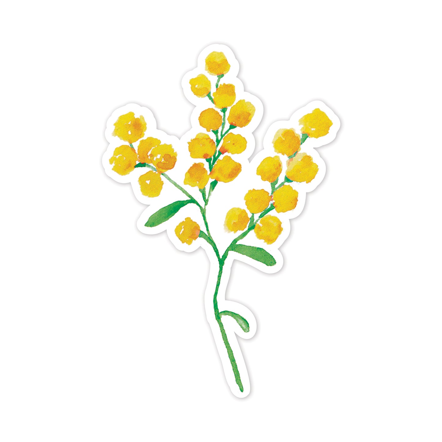 Illustration of a yellow wattle flower branch on a white background