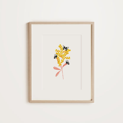 Swallowtail Wattle