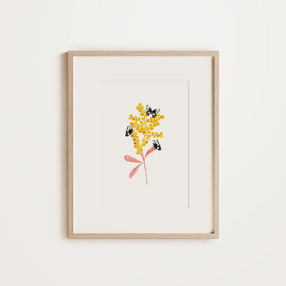Swallowtail Wattle